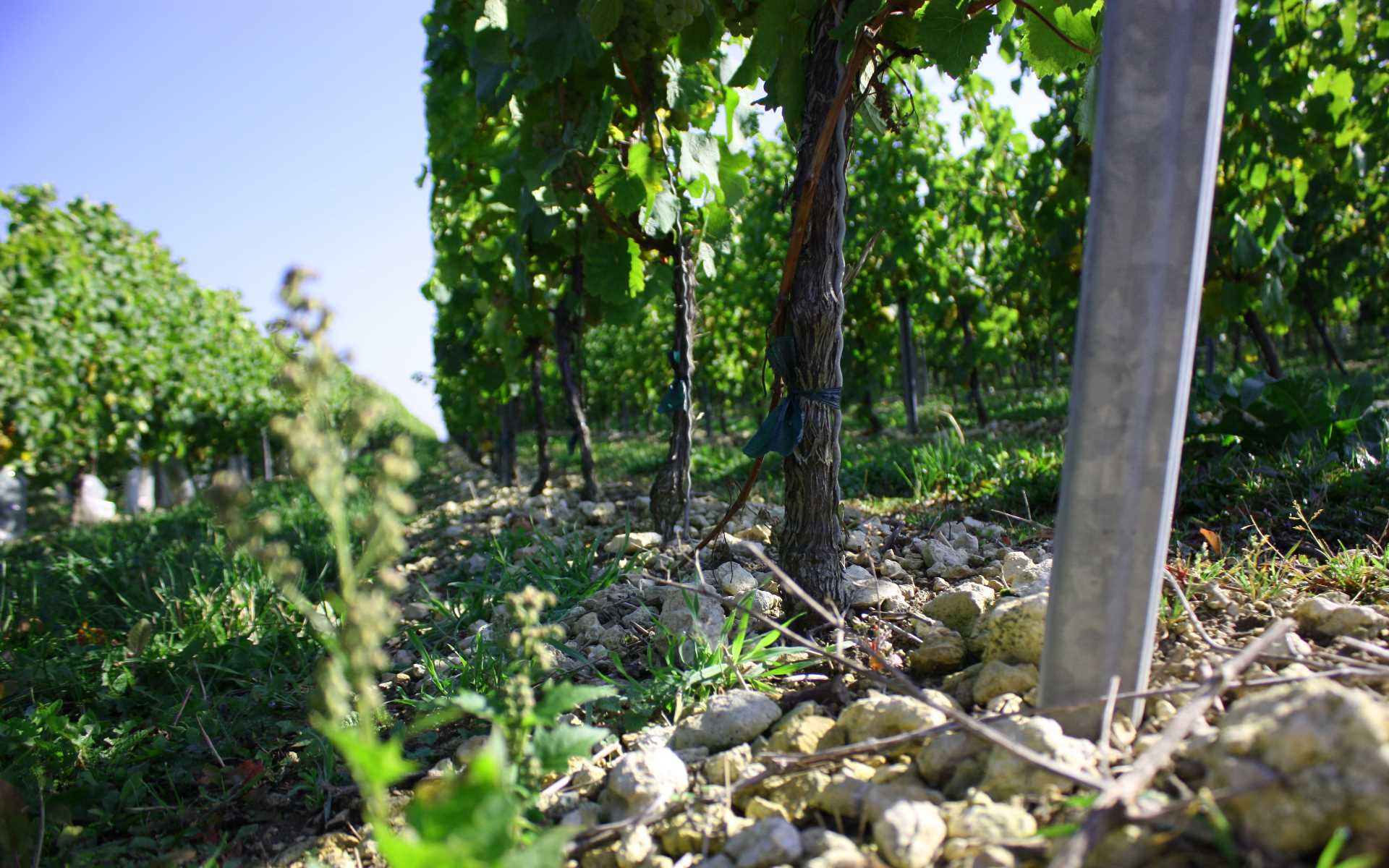 Thörle Riesling PROBSTEY 2014 Lagenwein